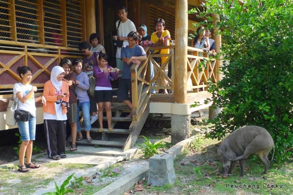 babi hutan