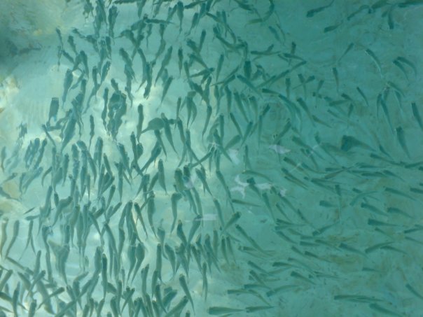ikan2 di bawah laut